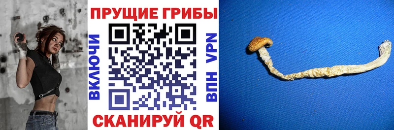 Псилоцибиновые грибы мицелий  Купить где  Пласт 